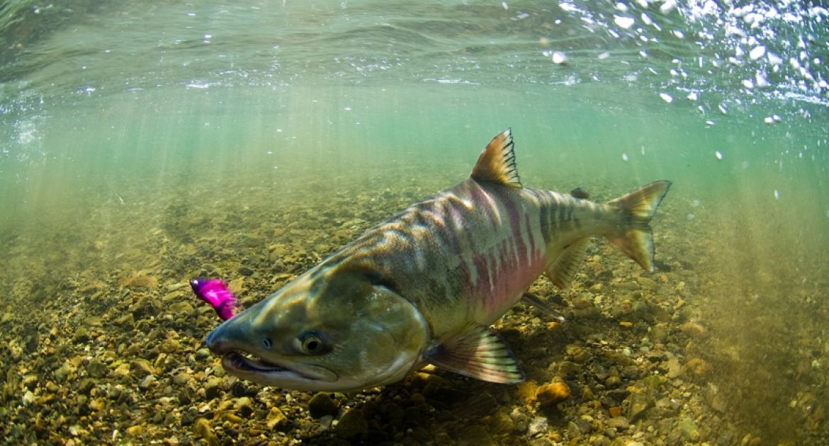 Alaska fishing lodge chum salmon