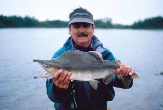 Alaska Pink Salmon