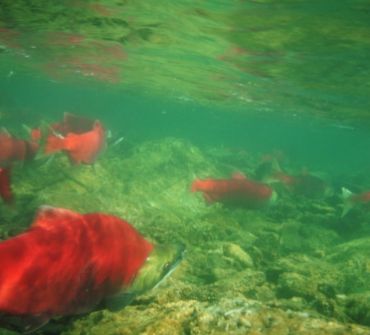 Fly Fishing For Sockeye Salmon