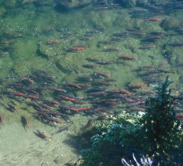 Sockeye salmon fishing