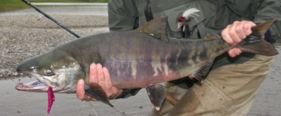 Chum Dog Salmon