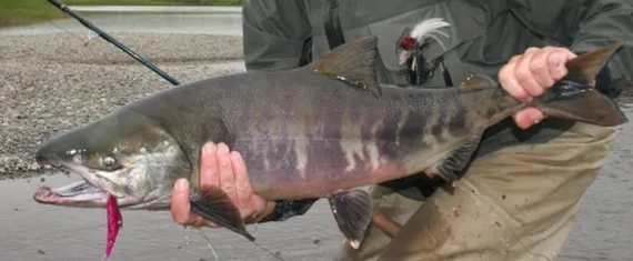 Chum Dog Salmon