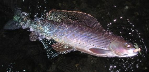 Alaska Arctic Grayling