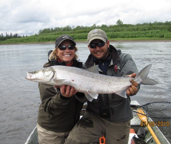 fly fishing for sheefish in Alaska